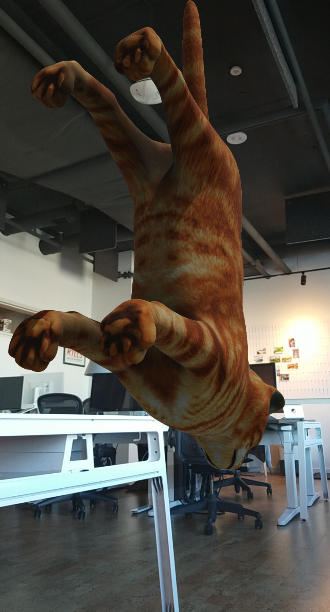 !!The Copy of Copy of 100% real 3D Catzz