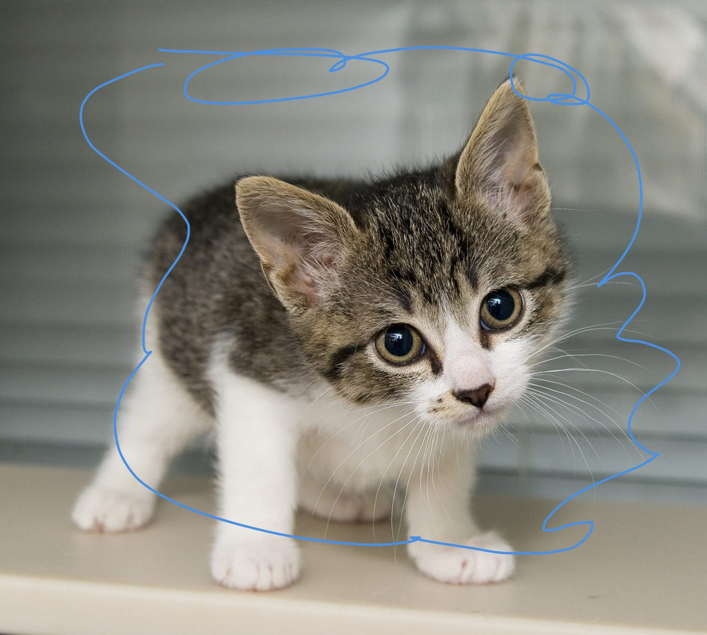 !!The Copy of Copy of 100% real 3D Catzz