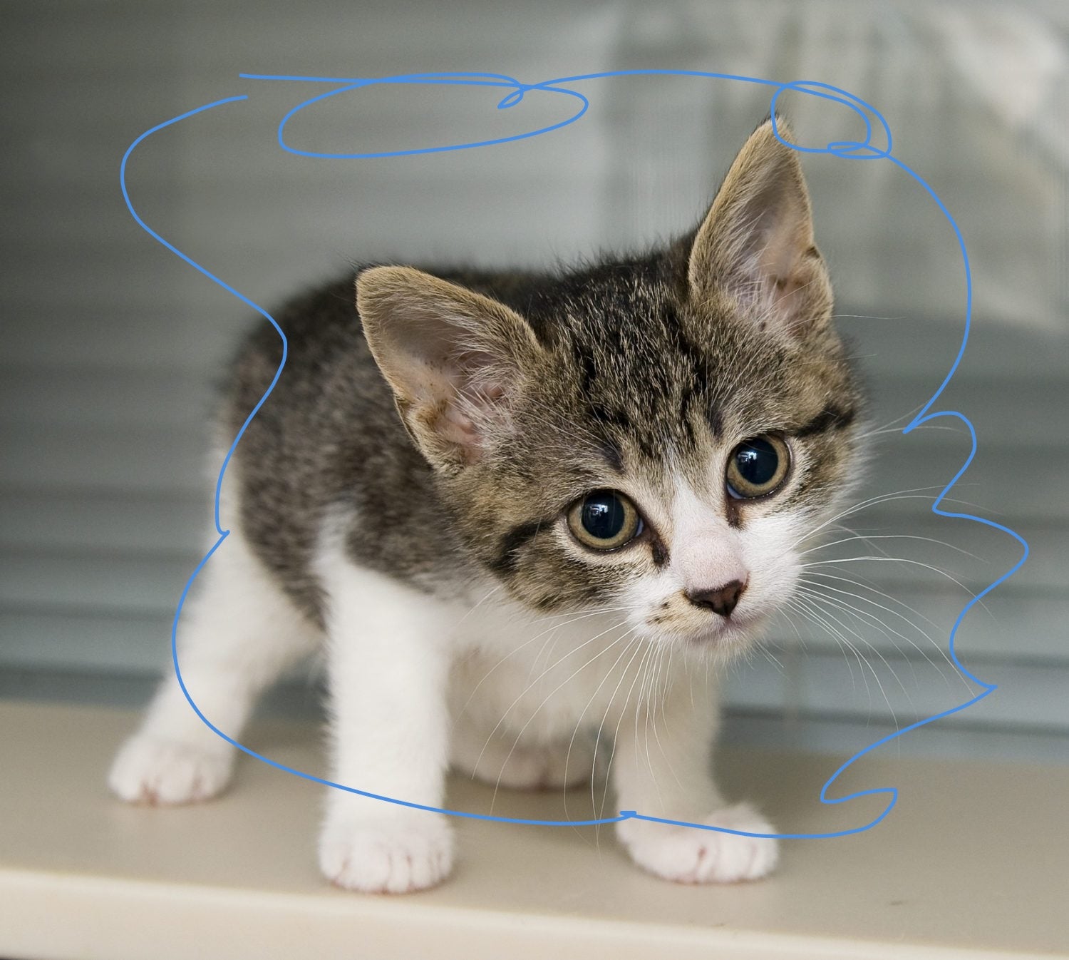 !!The Copy of Copy of 100% real 3D Catzz